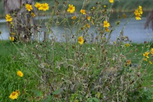 Cow pen daisy plants in distress.