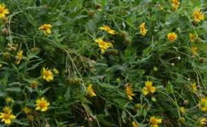 A healthy cow pen daisy , Verbesina encelioides.