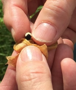 Two or three seeds are in each common balloon vine seed pod.