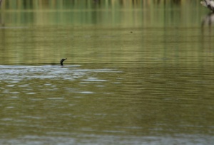 Semi-submerged