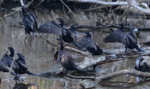 A Sunning of Cormorants