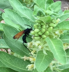 Tarantula Hawk