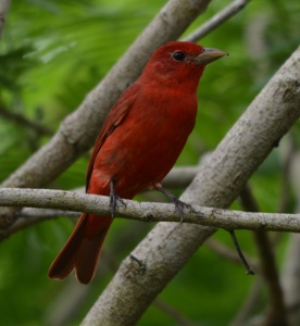 Spring migration at SPI