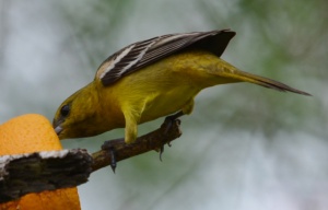 Spring migration at SPI