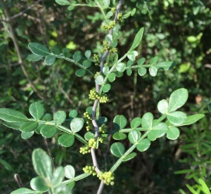 Colima is recognized by its unique trough-like rachis