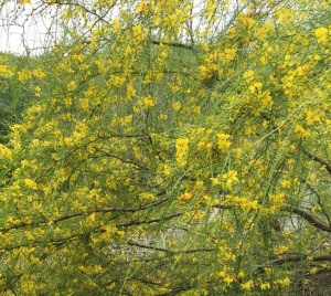 Retama, Parkinsonia aculeata 