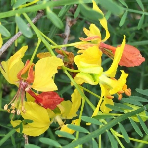 Retama flower 