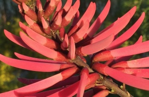 Coral Bean