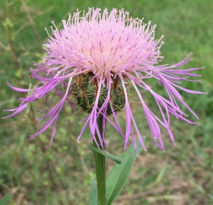 Basket Flower, Plectocephalus americanus 