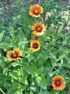 Southern Indian Blanket, Gaillardia pulchella 
