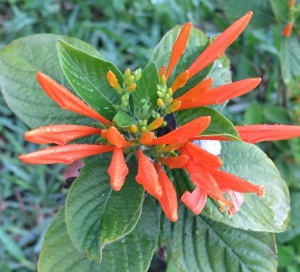 Mexican Honeysuckle, Justicia spicigera