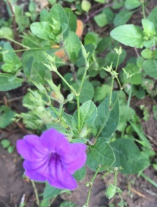 Ruellia nudiflora var. runyonii