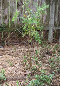 Rescued Yellow Sophora