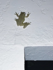 Unidentified frog