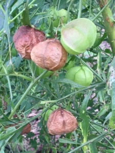 Common balloon vine lanterns