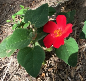Tulipan bloom