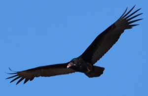 The shallow V flight pattern is called a dihedral.