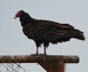 Majestic in flight, valuable on land
