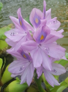 Water hyacinth