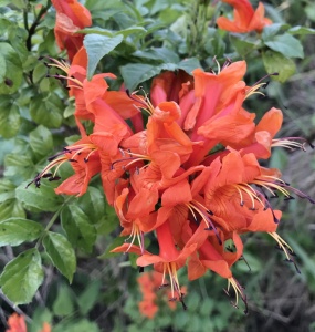Cape honeysuckle