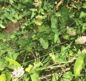 Climbing milkweed