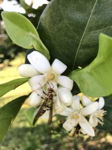 Orange tree blossoms