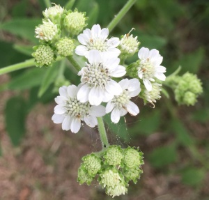 Frostweed