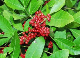 Brazilian pepper