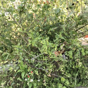 "Leave the garden a mess."
