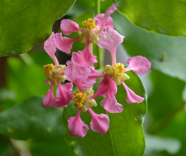 Barbados Cherry flower by Anita Westervelt
