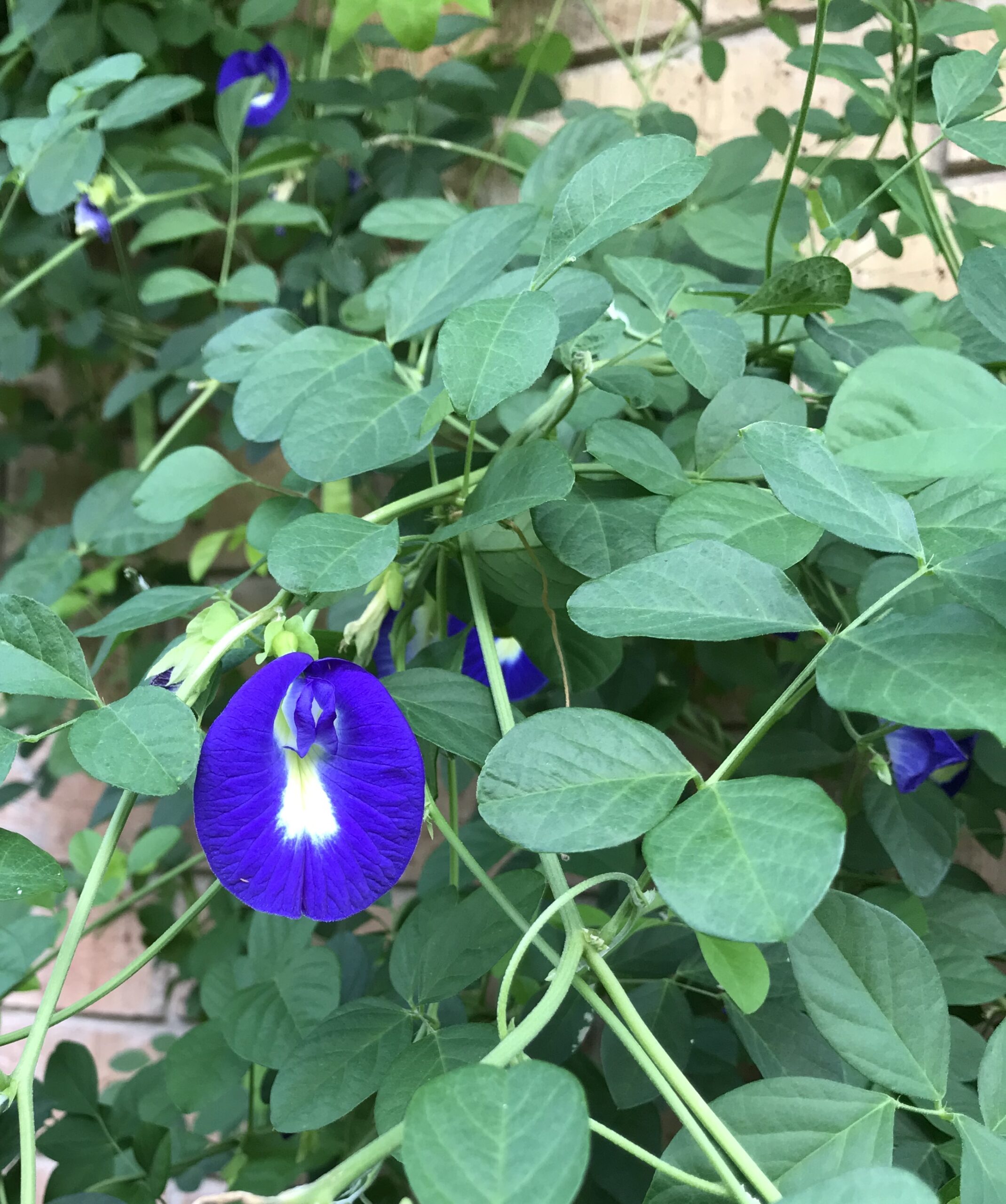 Vines add color and vertical interest while attracting birds and butterflies