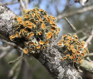Lichens — colorful, unique, complex and beautiful