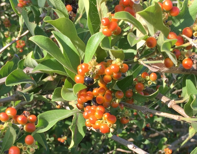 It’s That Time of Year and There’s One Plant That Does it All