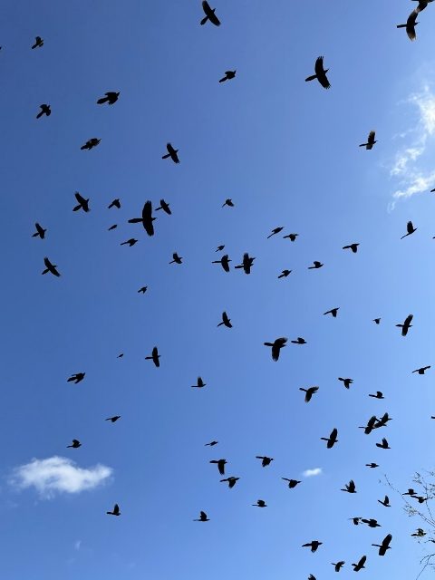 Anita’s Blog — An Annoyance Of