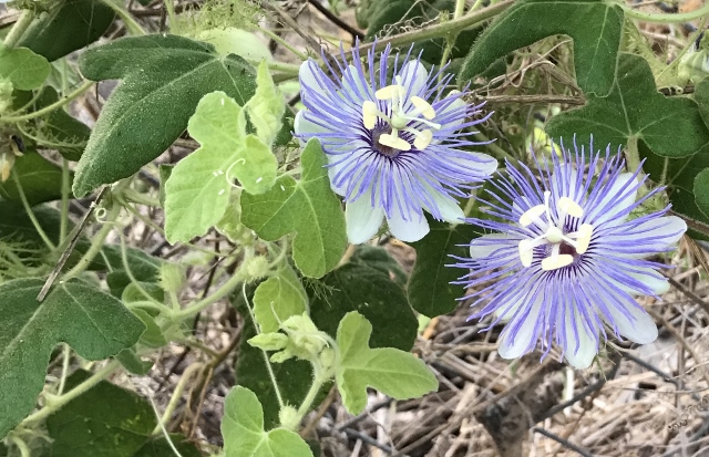Vines — Upwardly Mobile Elements in the Nectar Garden