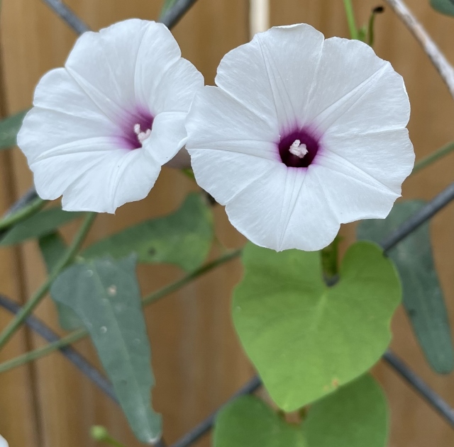 Anita’s Blog — Another Bio Blitz Starts Today