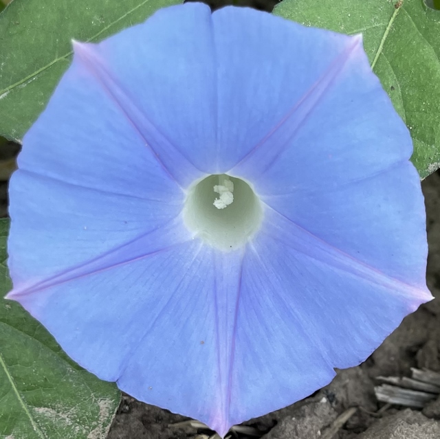 Blue surprises along the edge of the road