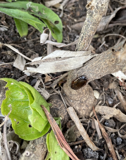 For the love of bugs — and birds